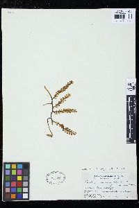 Caulerpa racemosa var. macra image