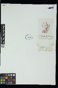 Pleonosporium borreri image