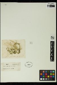 Spirogyra grevilleana image