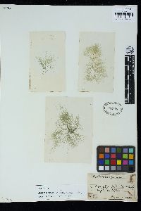 Batrachospermum keratophytum image