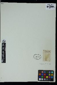 Cladophora flavescens image