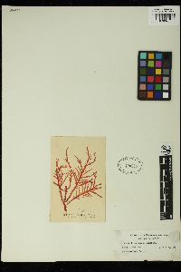 Ptilophora subcostata image