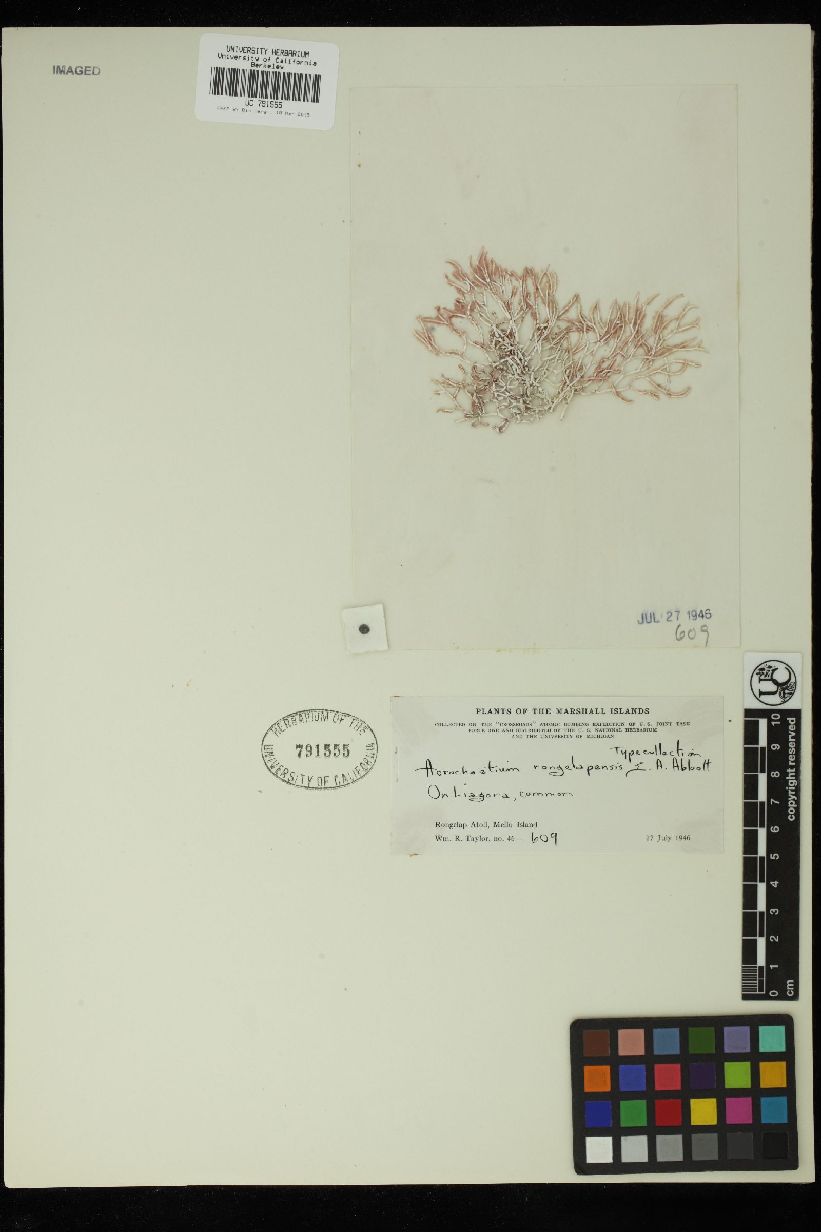 Acrochaetium rongelapense image