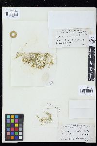 Caulerpa antoensis image