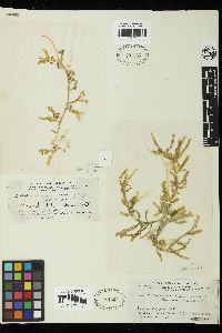 Caulerpa racemosa var. lamourouxii image