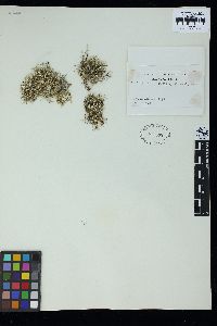 Actinotrichia fragilis image