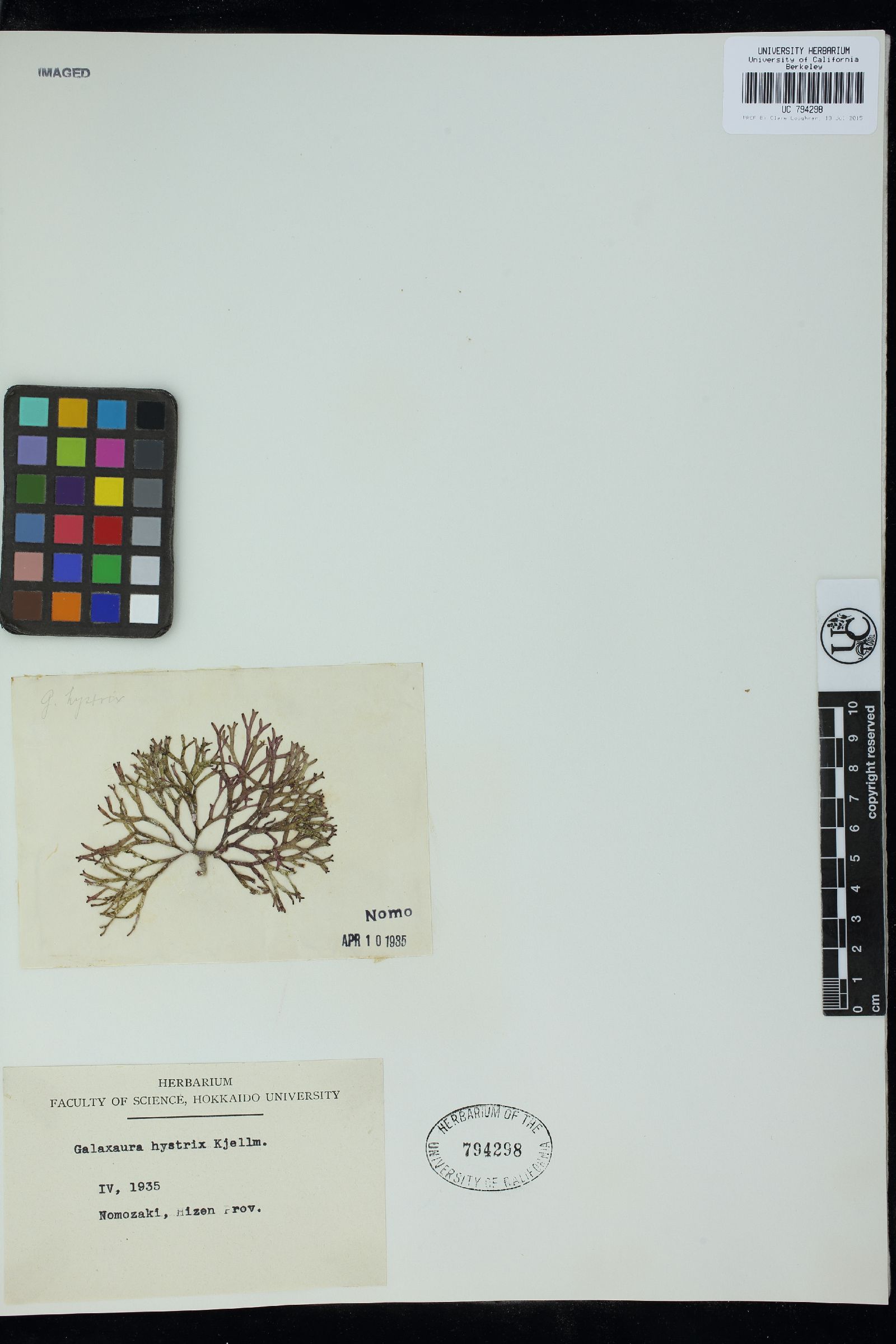 Dichotomaria apiculata image