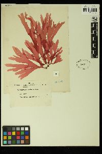 Callophyllis palmata image