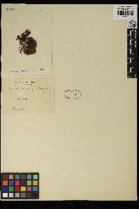 Ahnfeltiopsis flabelliformis image