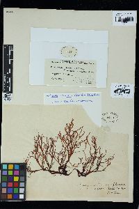 Palmaria stenogona image