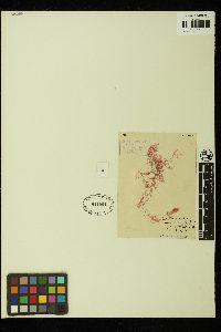 Platysiphonia mutabilis image