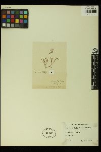 Spyridia hypnoides image