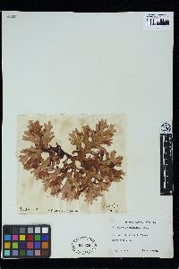 Pollexfenia pedicellata image