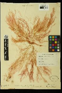 Platysiphonia victoriae image