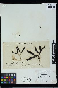 Sarcothalia marginifera image