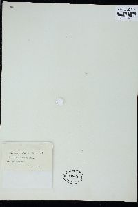 Nemacystus novae-zelandiae image