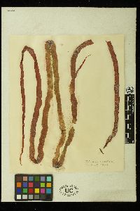 Glaphyrosiphon intestinalis image