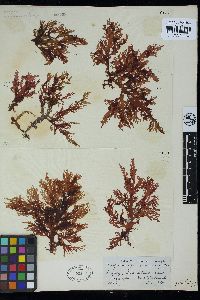 Craspedocarpus erosus image