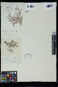 Ptilocladia pulchra image