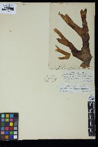Agardhinula browneae image
