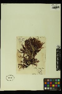 Vidalia spiralis image