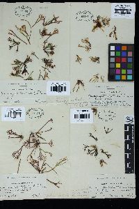 Ahnfeltiopsis vermicularis image