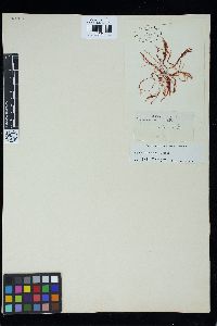 Hypnea chordacea image