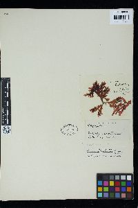 Hymenena curdieana image