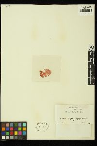 Platoma gelatinosum image