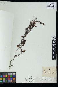 Sargassum telephifolium image