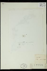 Sargassum notarisii image