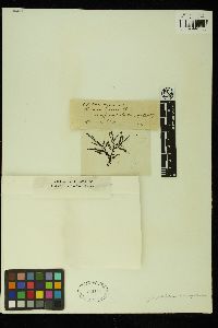 Pterosiphonia complanata image