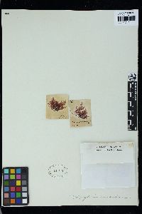 Polysiphonia foeniculacea image