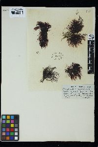 Polysiphonia variabilis image