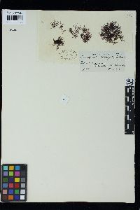 Pterosiphonia stangeri image