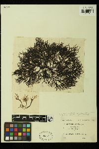 Hymenocladia chondricola image