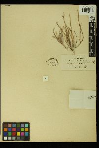 Thamnoclonium dichotomum image