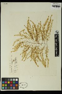 Sporochnus stylosus image