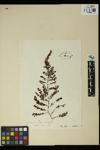 Image of Sargassum baccularia