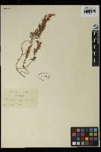 Sargassum dentifolium image