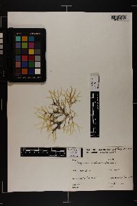 Gracilaria occidentalis image