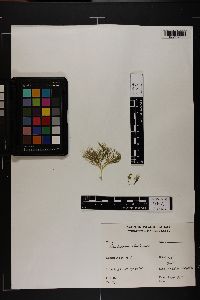 Pseudocodium floridanum image