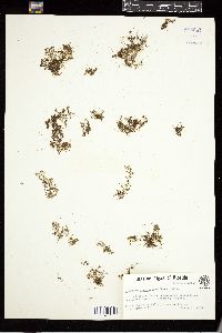Microdictyon marinum image