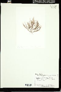 Griffithsia devoniensis image