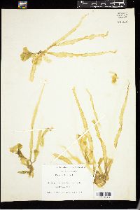 Ulva fasciata image