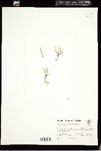 Pseudocodium floridanum image