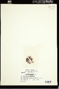 Pterocladiella bartlettii image