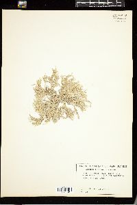 Ganonema farinosum image
