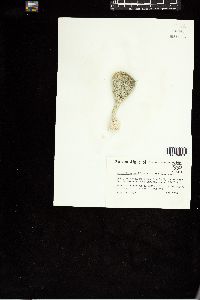 Penicillus pyriformis image