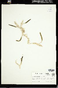 Caulerpa lanuginosa image
